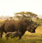 Tripo Image